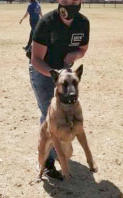 Marrigorra Security Services – K9 Unit - Gauteng